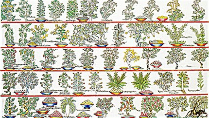 藏藥資源分布、發(fā)展史