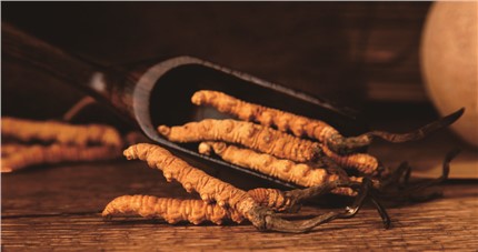 什么是斷草？斷草和冬蟲(chóng)夏草的區(qū)別和購(gòu)買常識(shí)